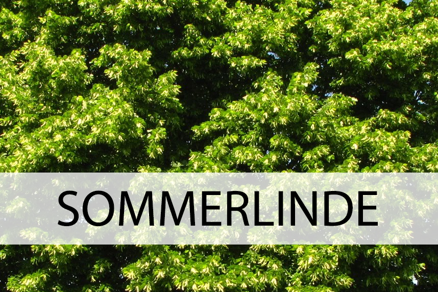 sommerlinde