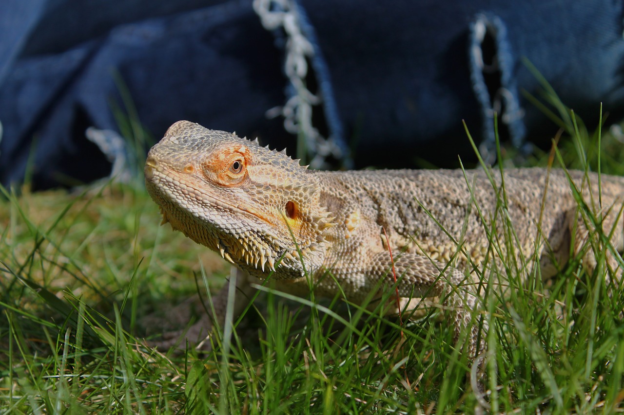 Bartagame in Homburg-Bruchhof gefunden - Bartagame