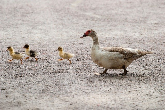 Enten-Familie legt Verkehr lahm