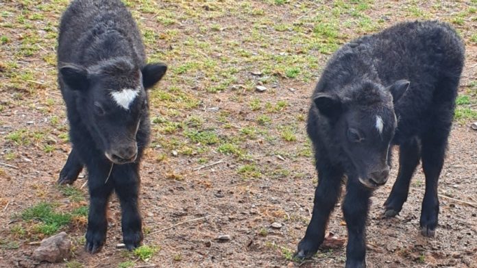 Nachwuchs im Saarbrücker Zoo: Yaks bekommen zum ersten Mal Zwillinge