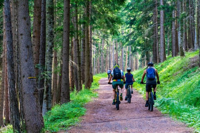 Der Hochwald – bald auch ein Mountainbike-Revier?