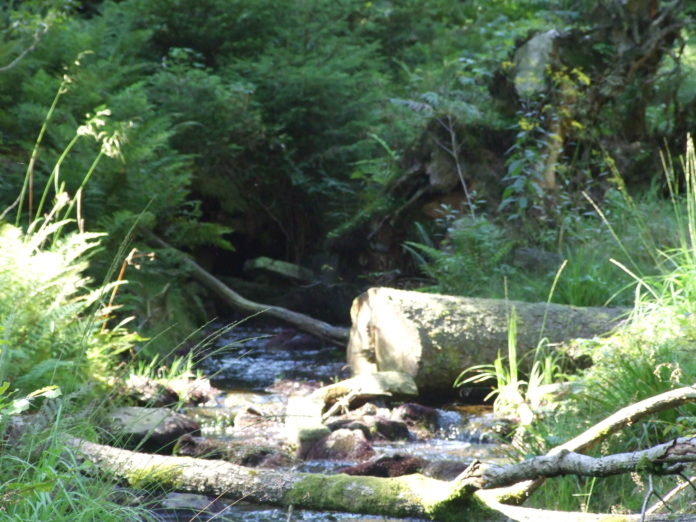 Wanderung „Auf Schmugglerpfaden durch den Wald bis nach Rheinland-Pfalz“