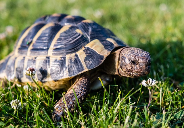 Griechische Landschildkröte in Bexbach gefunden