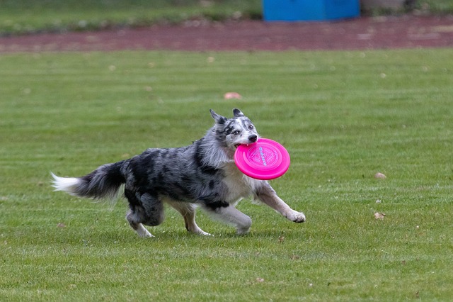 Hundesport- und Freilauffläche kommt: Weiterer Schritt zur Attraktivitätssteigerung rund um den Saaraltarm