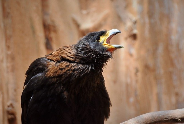 Verletzter Bussard auf der A6 bei Kutzhof