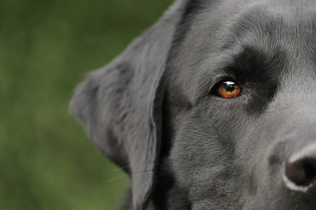 Labrador nach Verschlucken eines Giftköders gerettet