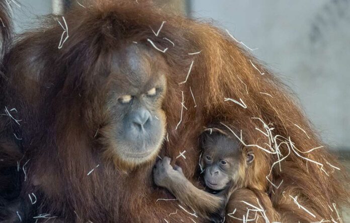 Orang-Utan-Nachwuchs im Neunkircher Zoo (Quelle: Zoo Neunkirchen)