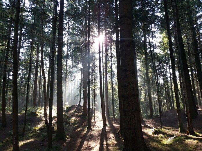 St. Ingberter Grüne: Stadtwald nachhaltig weiterentwickeln