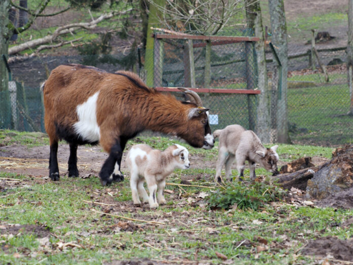 Zwergziegen-Nachwuchs im Saarbrücker Wildpark