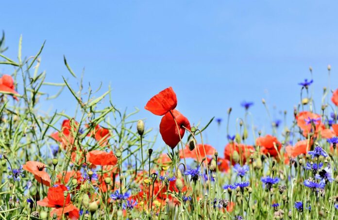 Auftakt der Startnext-Crowdfunding-Kampagne von Insektenhelden