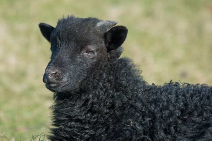 Heidschnucken-Schaf sucht seinen Besitzer