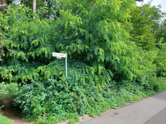 FDP: Keine Abholzung des Stiefeler Wald