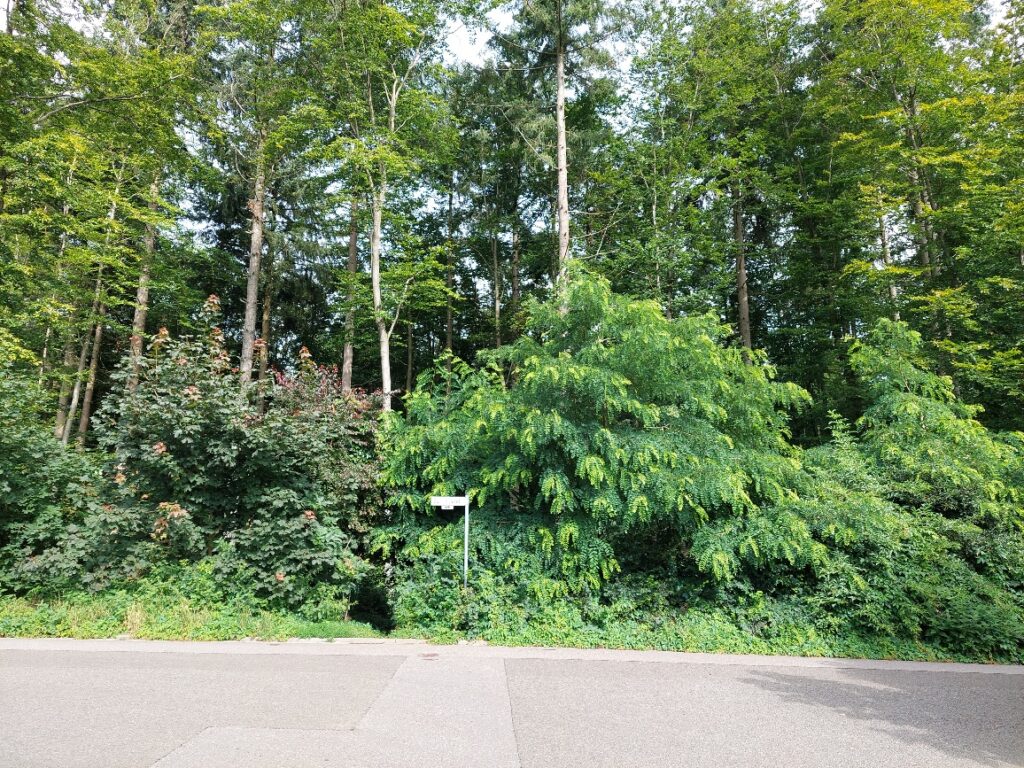 FDP: Keine Abholzung des Stiefeler Wald