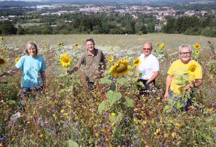 St. Wendeler Blühflächen in voller Pracht