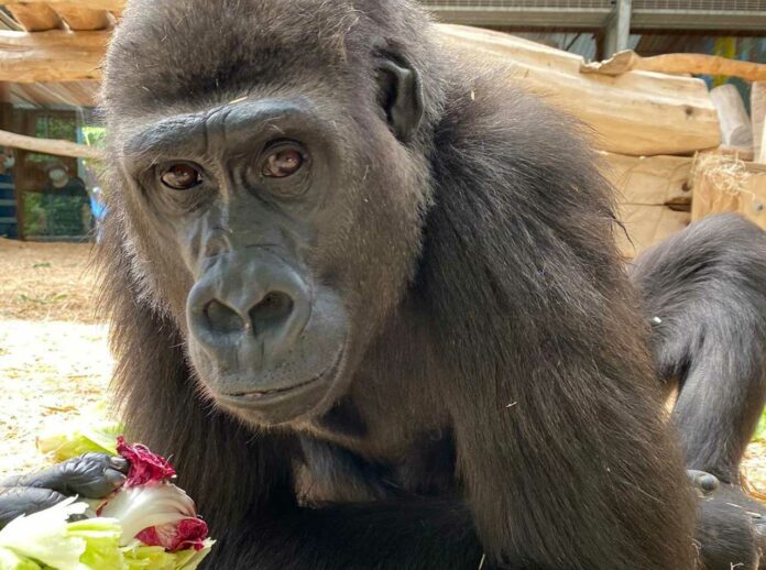 gorilla weibchen zoo saarbruecken