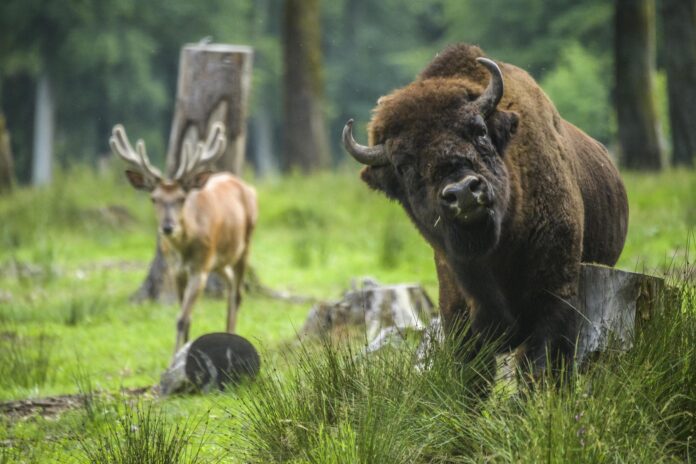 Single-Wanderung durchs Hölzbachtal