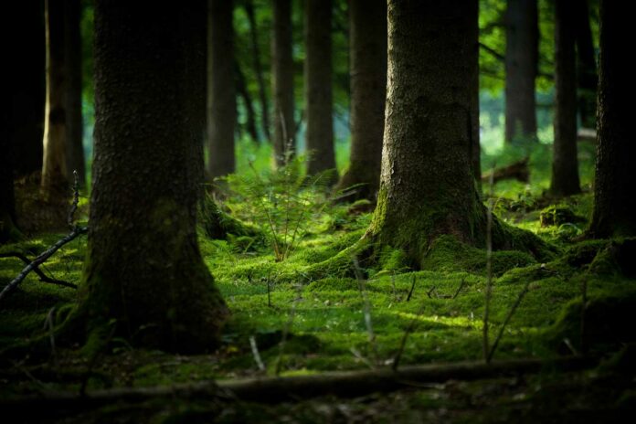 Hochwald (Foto: KPKappest)