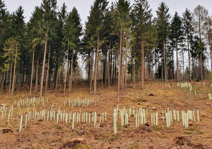 Die Aufforstungsflaeche am Kahlenberg