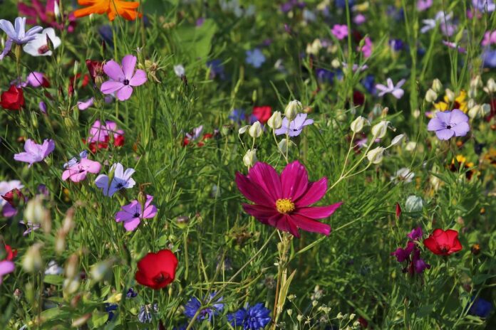 blumen garten wiese