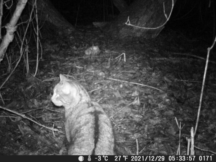 Junge Wildkatze in Mastau bei Beeden nachgewiesen