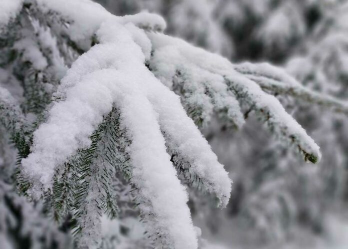 schnee baum