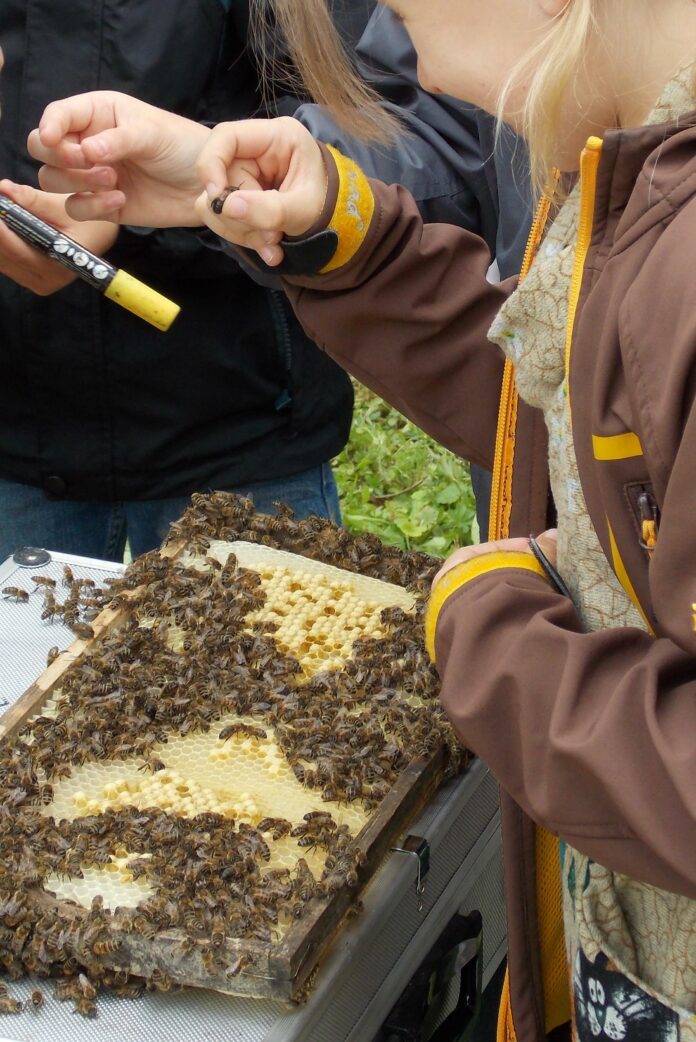 Tatort Bienenstock © by Christian Stein