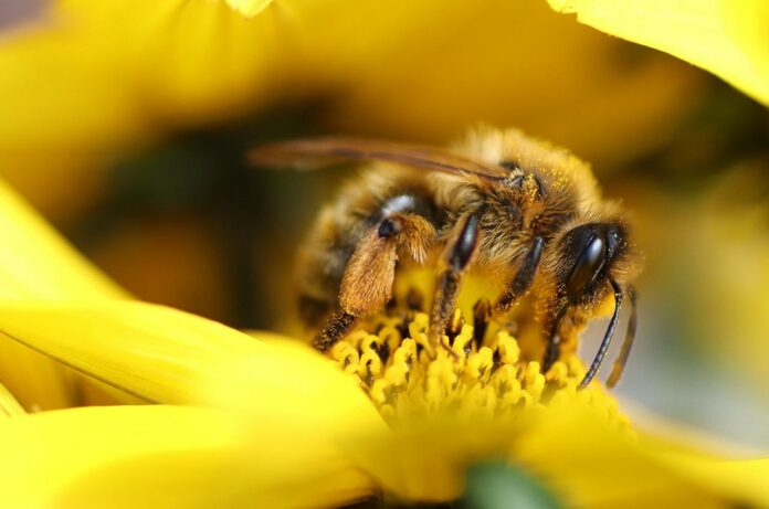 bee 6233397 1280