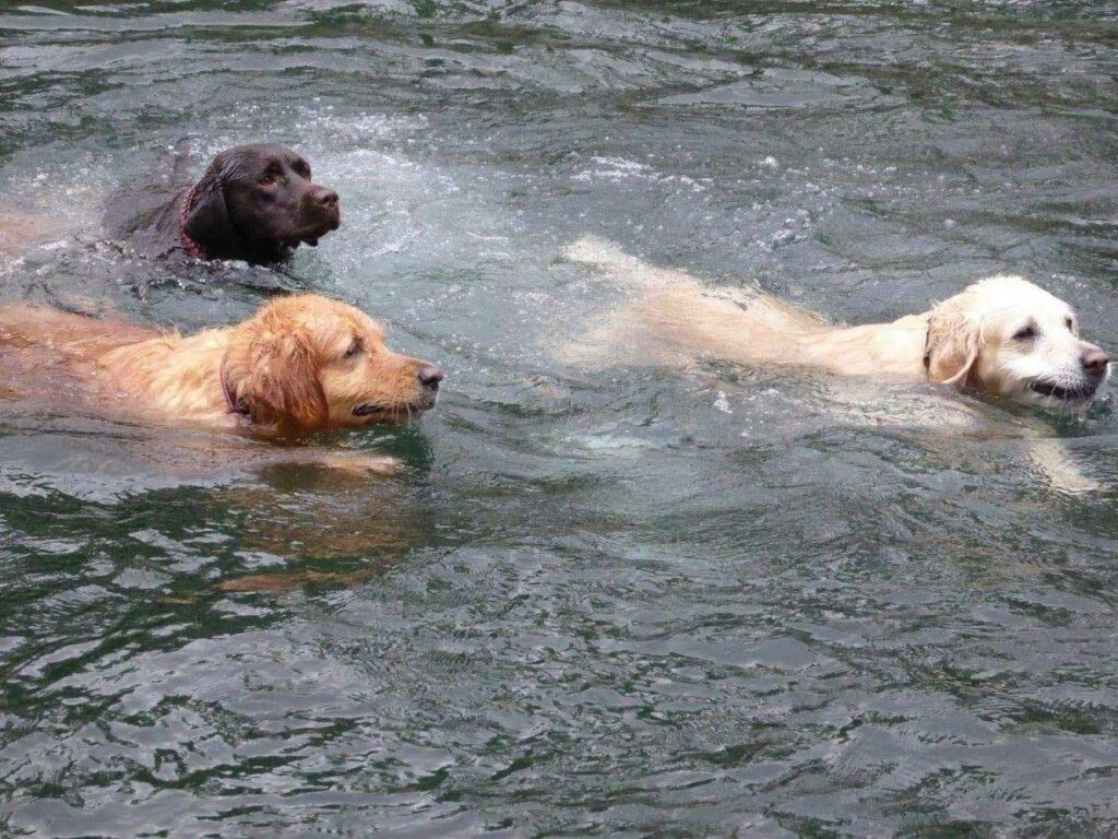 Hundeschwimmen merzig foto stadt