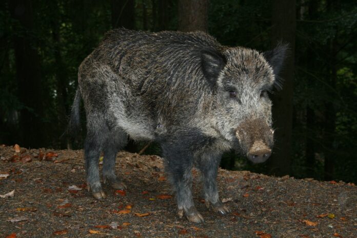 wild boar 202677 1280