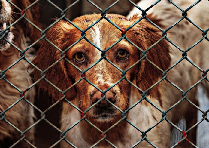 animal welfare 1116205 1280