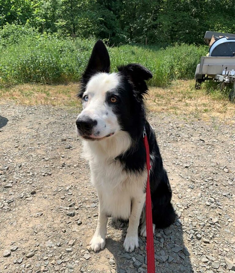 Besitzer gesucht – Fundhund in Bexbach-Rothmühle