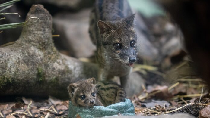 Fanaloka Jungtier Neunkircher Zoo (c) Heribert Brendel