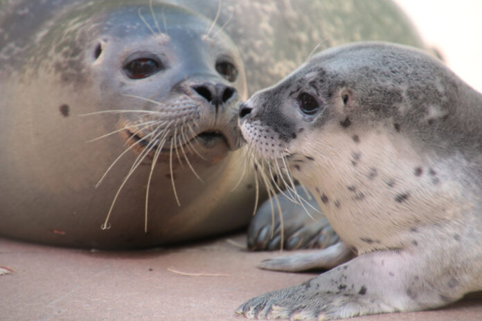 Seehundnachwuchs im Saarbrücker Zoo - Foto: Zoo Saarbrücken