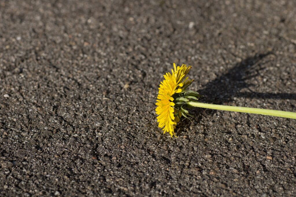 dandelion 111013 1280