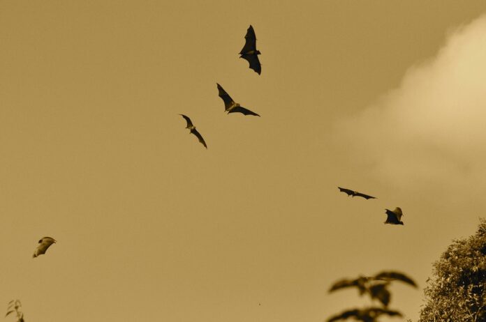 bats ge5a8a261f 1280