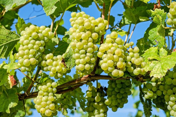 grapes 2656259 1280