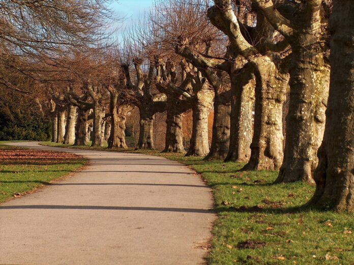 Allee mit Bäumen ohne Blätter.