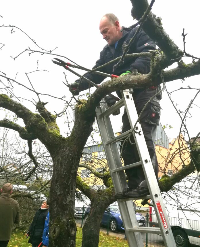 Hoch hinaus hieß es oft für Baumwart Thomas Wunn, um den Baum in die richtige Fasson bringen