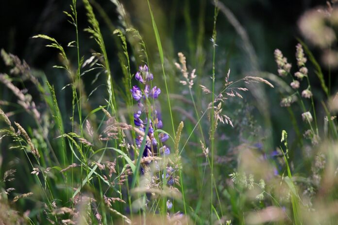 wildkräuter